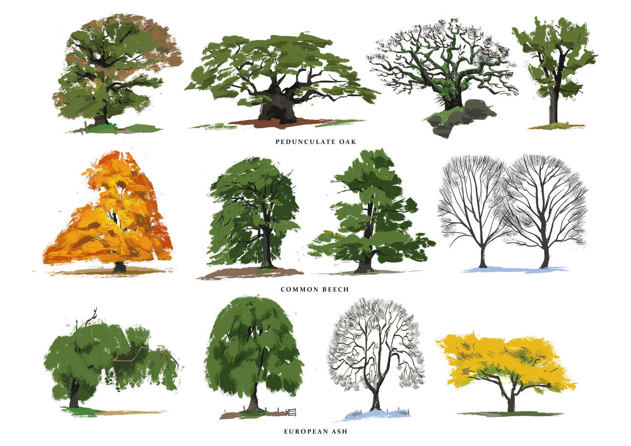 Tree Studies (Personal Work)