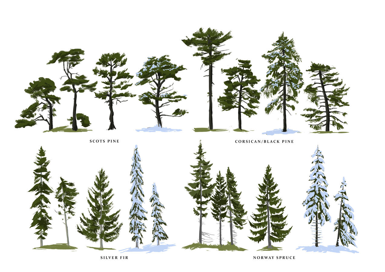 Tree Studies (Personal Work)